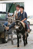 Burros animam feiras no Planalto