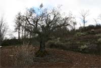 Olivicultura transmontana em destaque