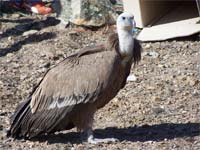 Aves mais protegidas no Douro Internacional