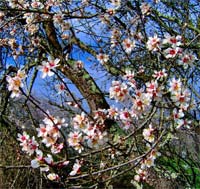 Amendoeiras começam a florir