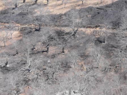 Incêndio destrói castanheiros