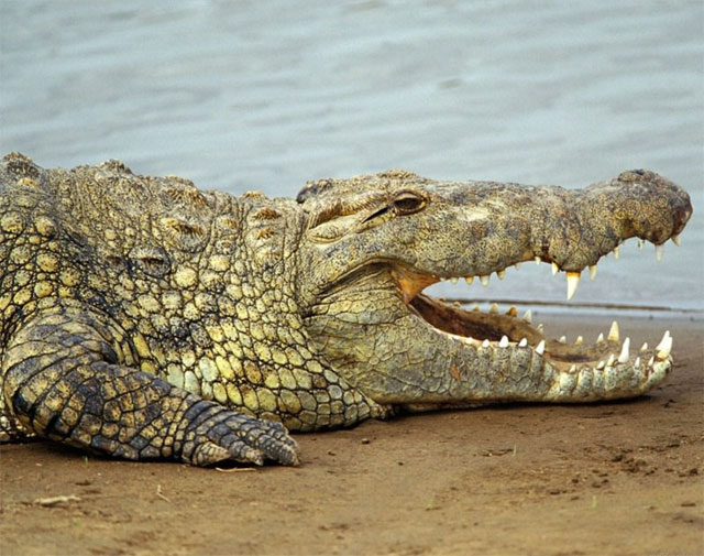 Crocodilos no Douro?