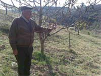 Geada afecta agricultura