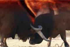 Chegas de touros vão ter campeonato