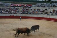 Chegódromo de Vinhais ao rubro