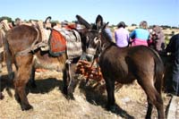 Burros regressaram a Azinhoso