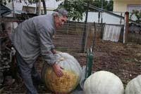 Agricultor colhe abóbora gigante