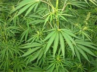 Cannabis prolifera na região