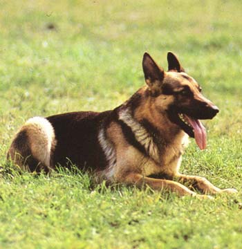Casos de cães abandonados transformados em livro