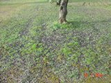 Produção de azeite do Nordeste Transmontano afectada pelo mau tempo