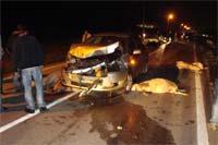 Trinta ovelhas atropeladas