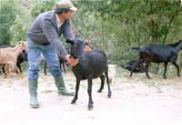 Cabra de Montesinho já é raça autóctone