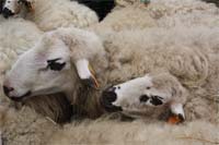 Criadores rejeitam chips nos animais