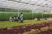 Mogadouro aposta em empresas de inserção