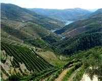 UTAD melhora vinhas e vinhos