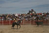 Tourada enche Moimenta