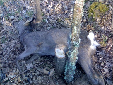 Caçador furtivo apanhado pela GNR
