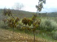 Geada “queima” Agricultura