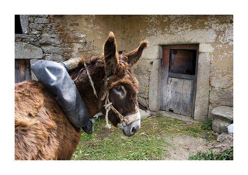 Picote tem primeiro Ecomuseu da Terra de Miranda