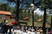 Águia regressa à natureza