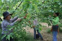 Cereja é a imagem de marca de Agrobom
