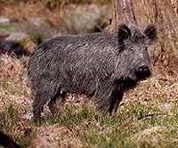 Caçadores alertam que javali poderá estar em risco de extinção