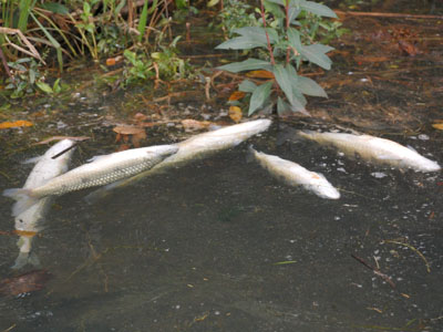 Peixes mortos encontrados no rio Douro