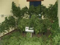 Cannabis apreendida em Chaves
