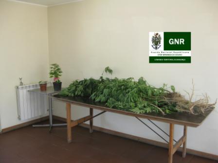 GNR apreende 29 plantas de cannabis
