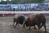 Touros dão luta em Vinhais