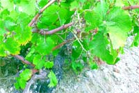 Javalis arrasam vinha na Gestosa