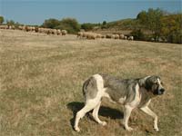 Carvalhais quer treinar Cão de Gado