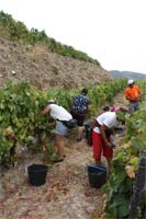 Festa das Vindimas ignora distrito de Bragança
