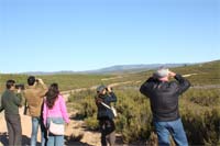 O chamamento dos veados