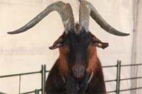 Queijo de cabra sem fronteiras