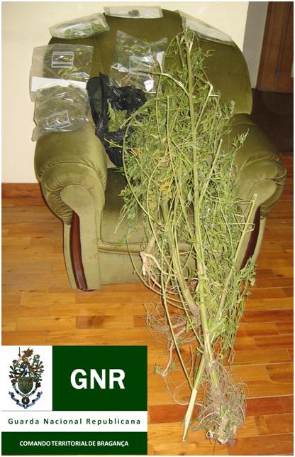 Apreensões de droga em Miranda do Douro e Bemposta