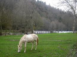 Estado abandona Centro Hípico de França