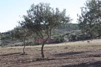 Agricultores desistem da azeitona