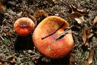 Cogumelos intoxicam criança