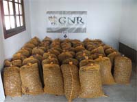 GNR recupera castanhas roubadas