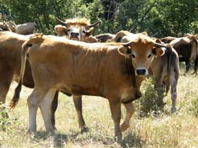 Mirandesa ganha PME Excelência