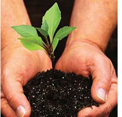 800 árvores plantadas em Macedo de Cavaleiros