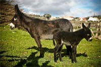 No Natal apadrinhe um animal