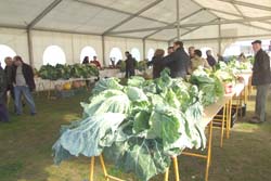 Couve penca é rainha