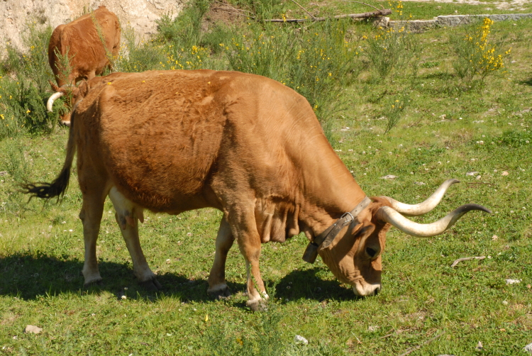 Cooperativa mirandesa ganhou prémio de excelência