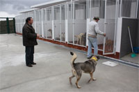 Adopção de animais aquém das necessidades