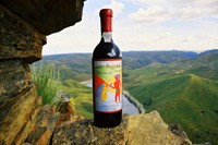 Adega de Foz Côa na falência