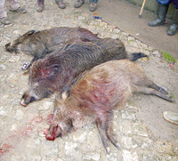 Montaria rendeu 11 javalis