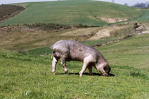 Produtores de leite deixam actividade