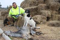 Cabras aparecem mortas em Vimioso